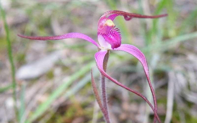 rosella-spider-orchid